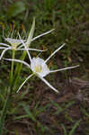 Spring spiderlily